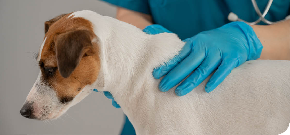 A person wearing blue gloves is petting a brown and white dog. AI generated content