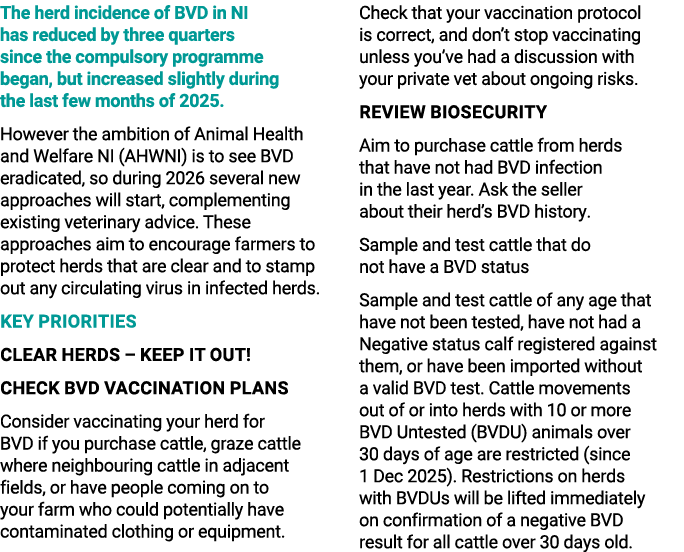The herd incidence of BVD in NI has reduced by three quarters since the compulsory programme began, but increased sli...