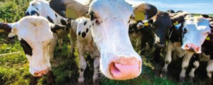 A group of cows standing in a grassy field. AI generated content