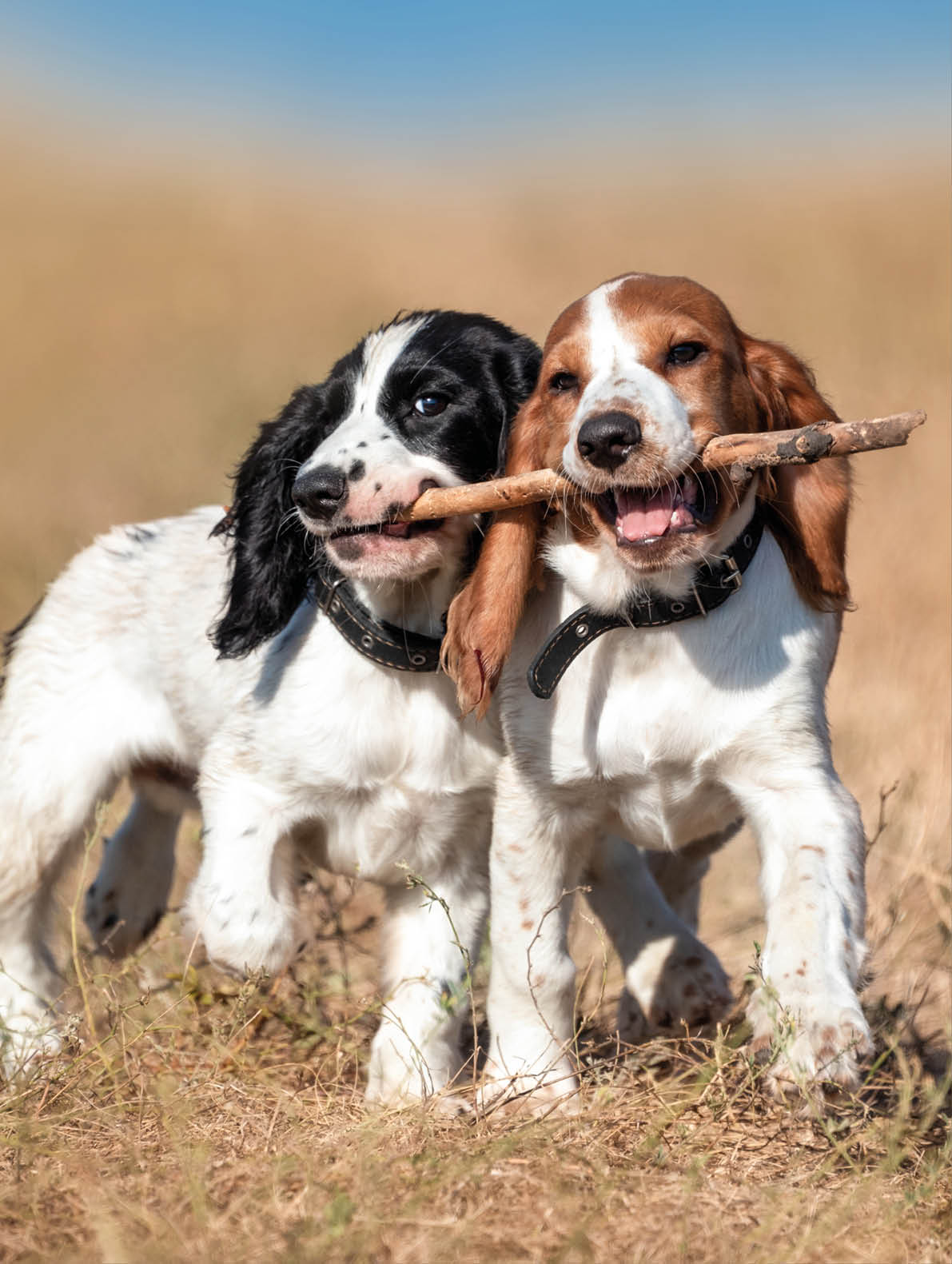 Two dogs standing in a field, one holding a stick in its mouth. AI generated content