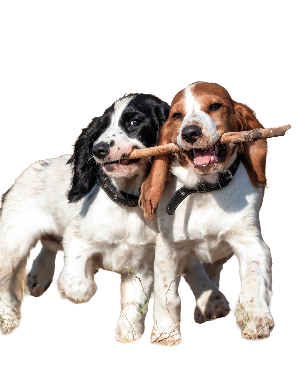 Two dogs are shown playing with a stick, one of them is black and white. AI generated content