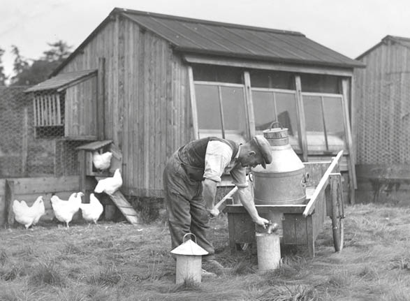 A person wearing overalls and a cap is tending to a milk container on a cart near a wooden chicken coop with several chickens nearby. Description generated by AI