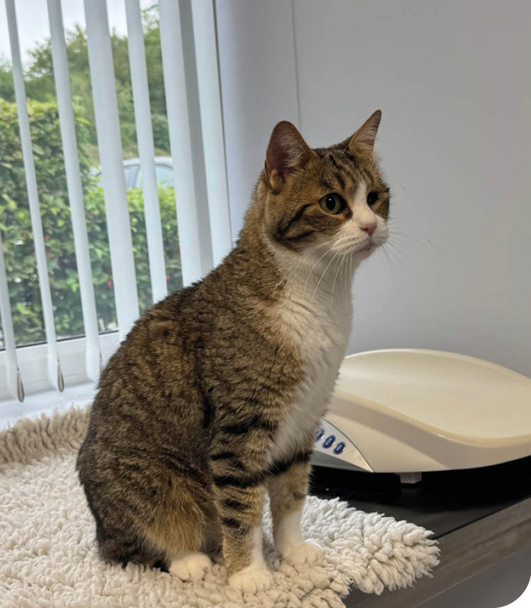 A tabby cat with white markings is sitting on a soft, textured surface next to a window with vertical blinds in a room with plain walls and a metal table. Description generated by AI
