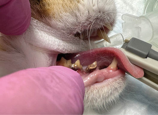 A close-up shows a person wearing pink gloves examining a cat's mouth, revealing dental issues while the cat is connected to a breathing tube. Description generated by AI