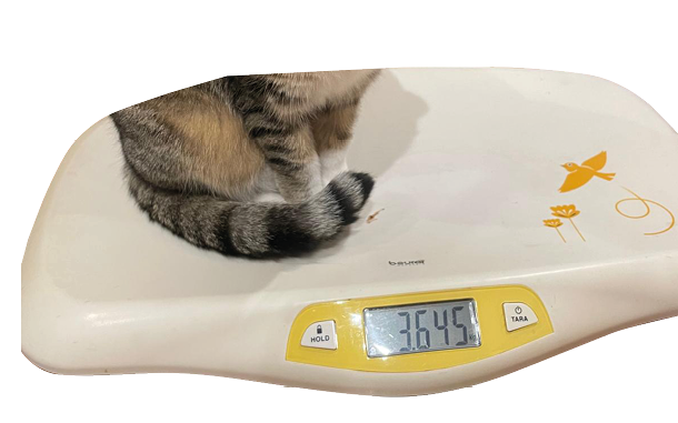 A cat's lower body and tail are resting on a digital scale displaying a weight of 3.645 kilograms. Description generated by AI