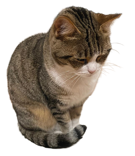 A tabby cat with a white chest is sitting and looking downward against a white background. Description generated by AI