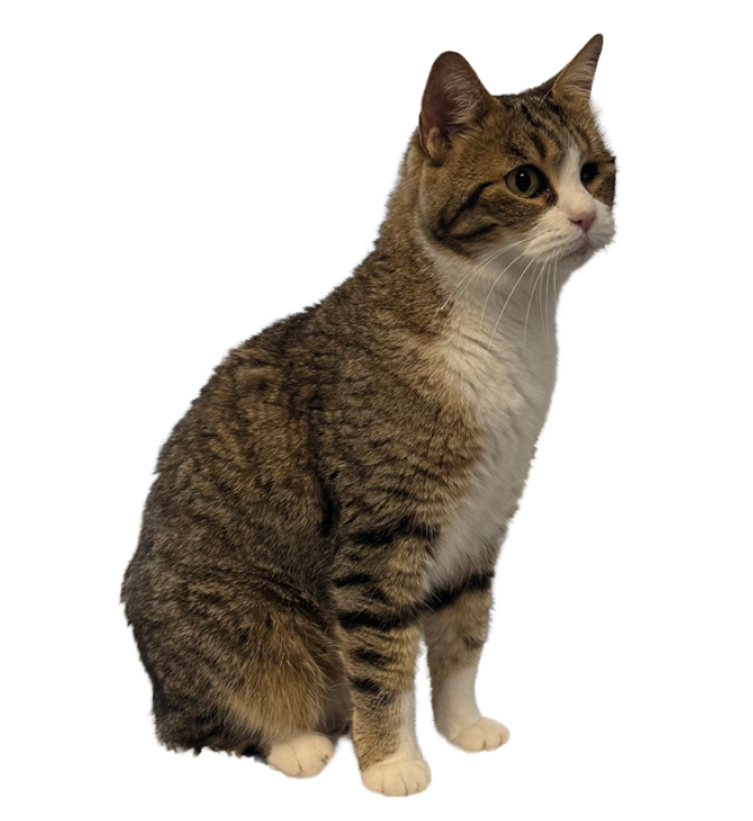 A tabby cat with white chest and paws is sitting and looking attentively to the side against a white background. Description generated by AI