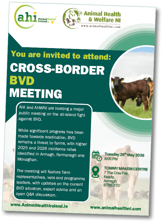 A promotional flyer invites attendance to a cross-border BVD meeting hosted by AHI and AHWNI with details about the event location, date, time, and focus on the fight against BVD in farms, accompanied by logos and an image of cows in a field. Description generated by AI