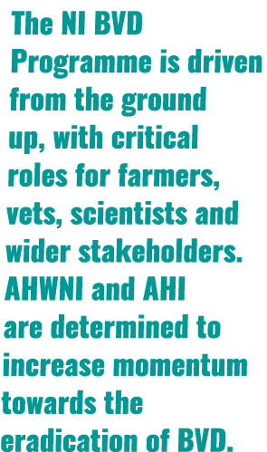 The NI BVD Programme is driven from the ground up, with critical roles for farmers, vets, scientists and wider stakeh...
