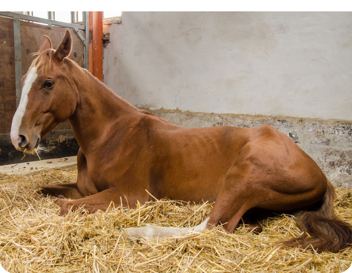 A brown horse with a white stripe on its face is lying down on straw inside a stable. Description generated by AI