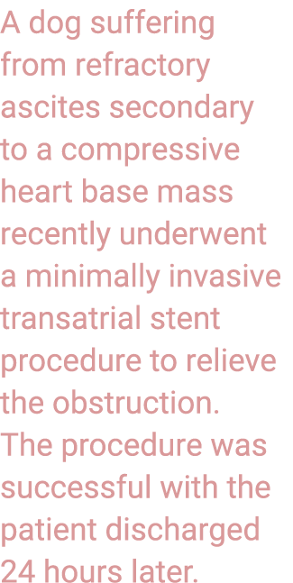 A dog suffering from refractory ascites secondary to a compressive heart base mass recently underwent a minimally inv...