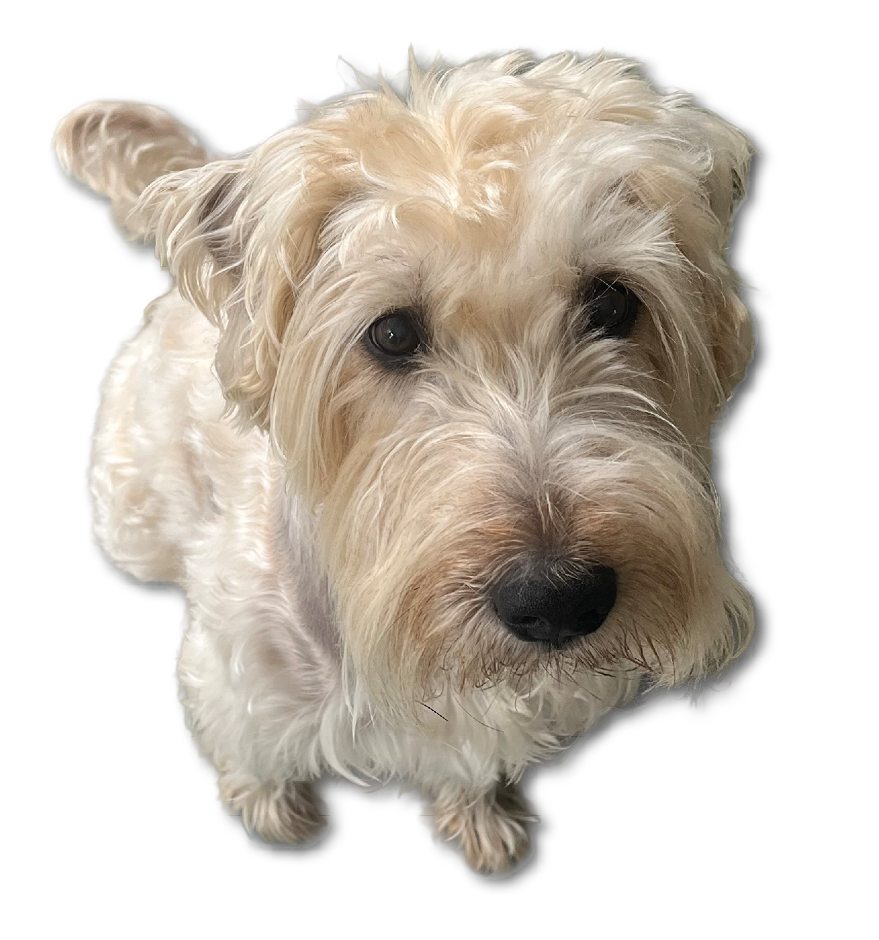 A small fluffy dog with light-colored fur is looking up with a curious expression against a white background. Description generated by AI