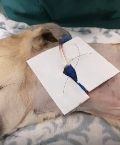 Rectangle
