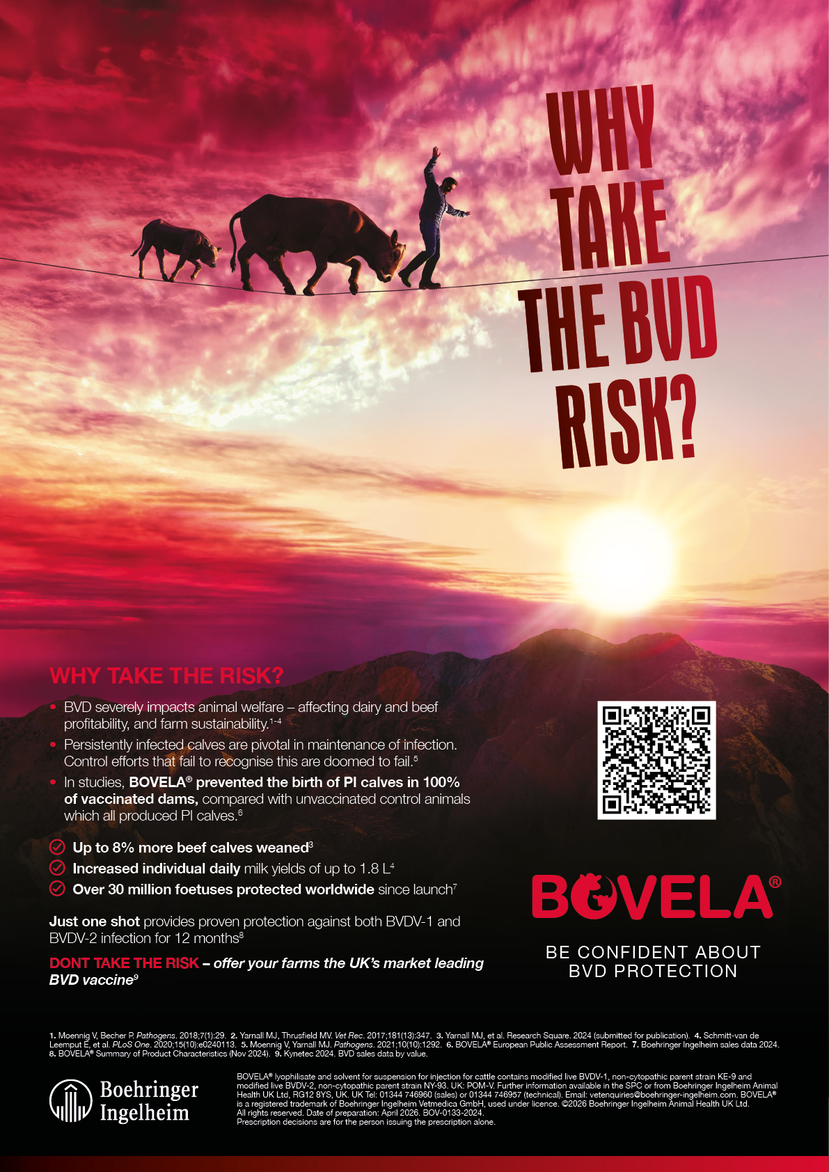 A person walks on a tightrope with two calves and a cow against a dramatic sunset sky with text promoting BOVELA BVD protection and explaining the risks of BVD in cattle. Description generated by AI