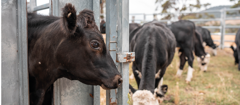 A black cow is looking out from a metal enclosure while other cows graze on grass in the background. Description generated by AI