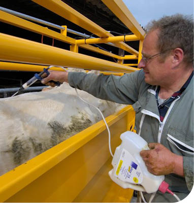 A person wearing a green jacket is holding a device connected by a wire near a white animal with black spots inside a yellow metal enclosure. Description generated by AI