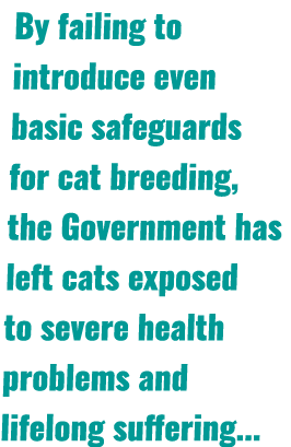 By failing to introduce even basic safeguards for cat breeding, the Government has left cats exposed to severe health...