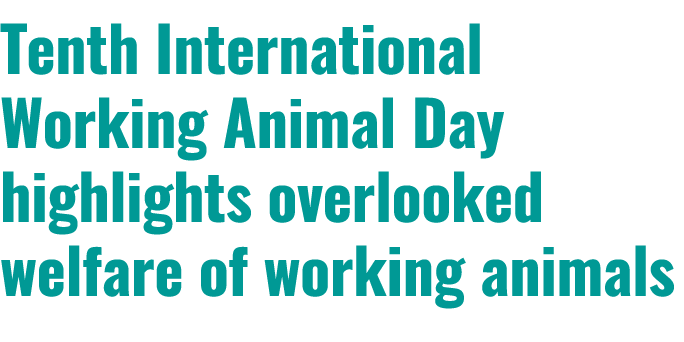 Tenth International Working Animal Day highlights overlooked welfare of working animals 