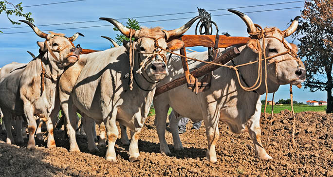 Two oxen are yoked together with wooden beams and ropes under a clear blue sky. Description generated by AI