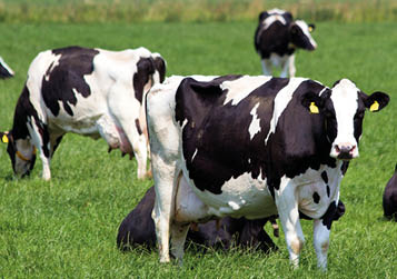 Several black and white cows are grazing and resting on a green grassy field under a clear sky. Description generated by AI