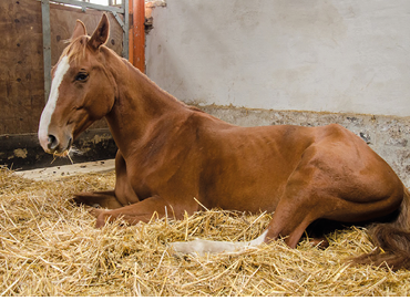 A brown horse with a white stripe on its face is lying down on straw inside a stable. Description generated by AI