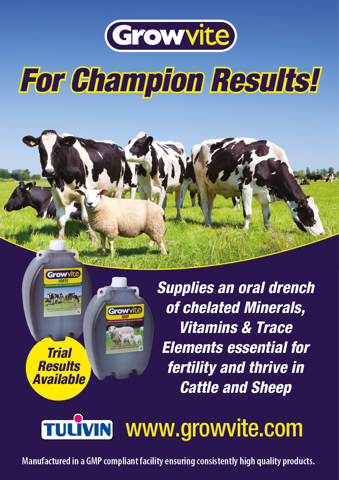 Cows and a sheep stand on grass with text promoting Growvite oral drench for minerals, vitamins, and trace elements essential for cattle and sheep fertility and health. Description generated by AI