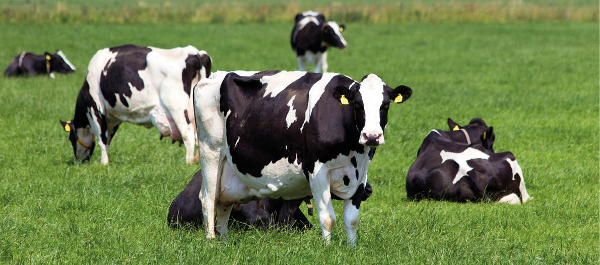 Several black and white cows are grazing and resting on a green grassy field under a clear sky. Description generated by AI