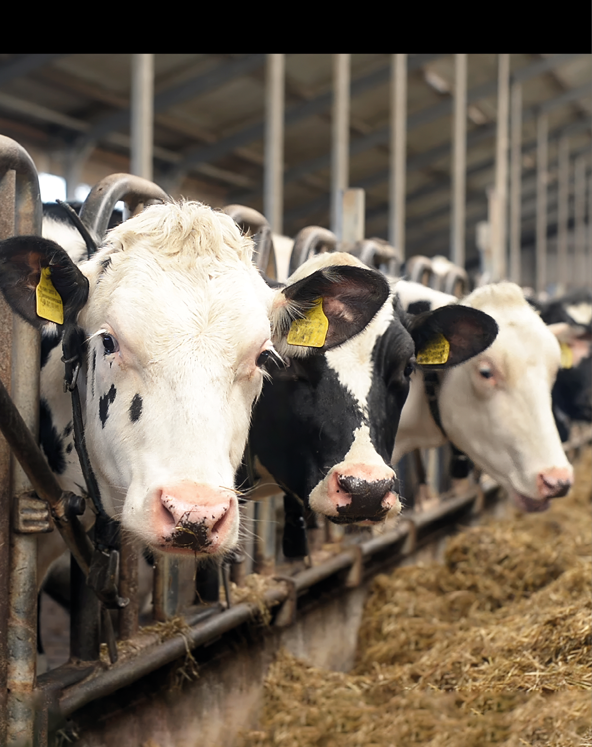 Three cows with ear tags are standing side by side in a barn, looking toward the camera over a feeding trough filled with hay. Description generated by AI