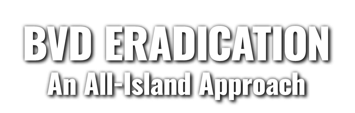 BVD Eradication An All Island Approach