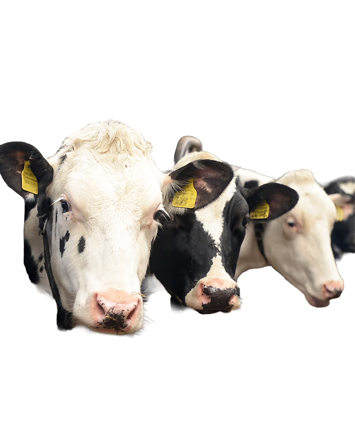 Three cows with black and white markings are standing close together facing forward against a white background. Description generated by AI