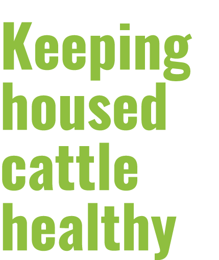 Keeping housed cattle healthy