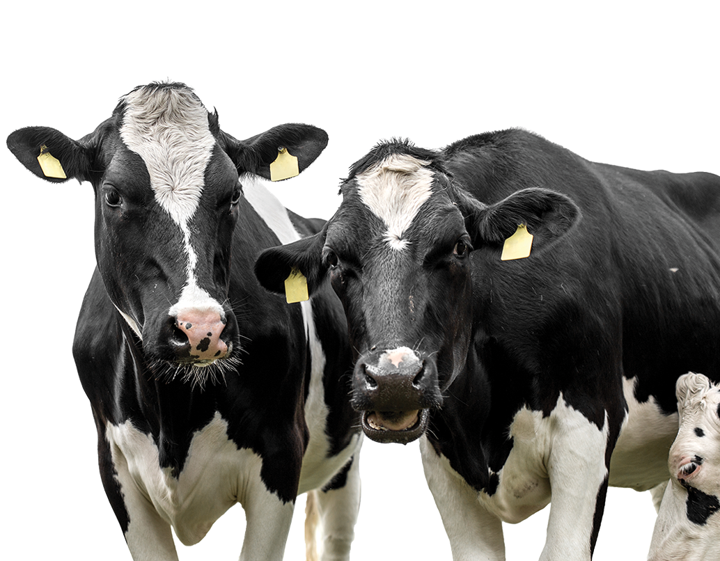 cows on a white backgroun  isolated