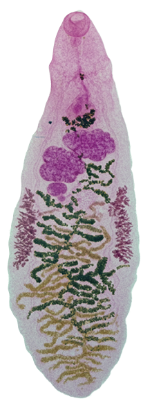Lancet liver fluke Dicrocelium, cattle parasitic infection