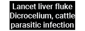 Lancet liver fluke Dicrocelium, cattle parasitic infection