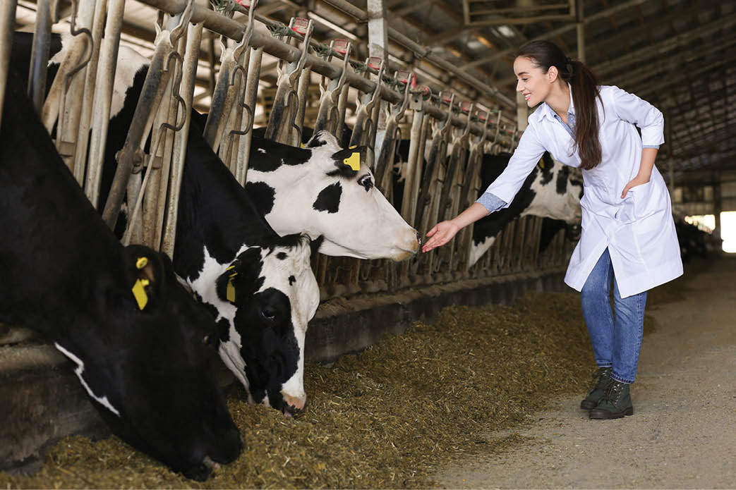 Professional veterinarian and cows on farm  Animal husbandry