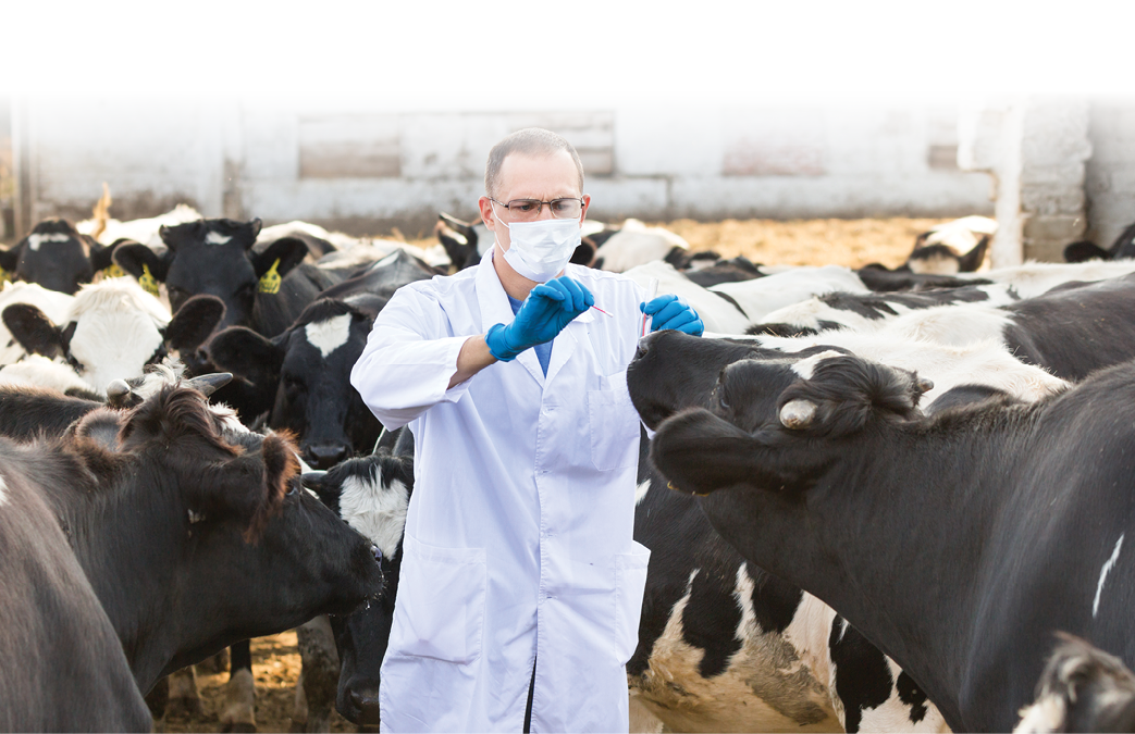 veterinarian examines   animal on the ranch cows