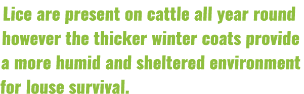 Lice are present on cattle all year round however the thicker winter coats provide a more humid and sheltered environ   