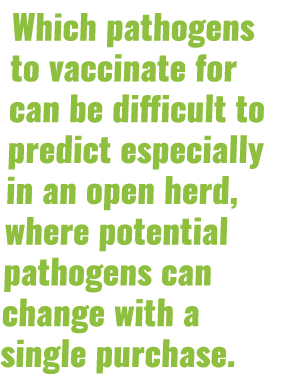 Which pathogens to vaccinate for can be difficult to predict especially in an open herd, where potential pathogens ca   