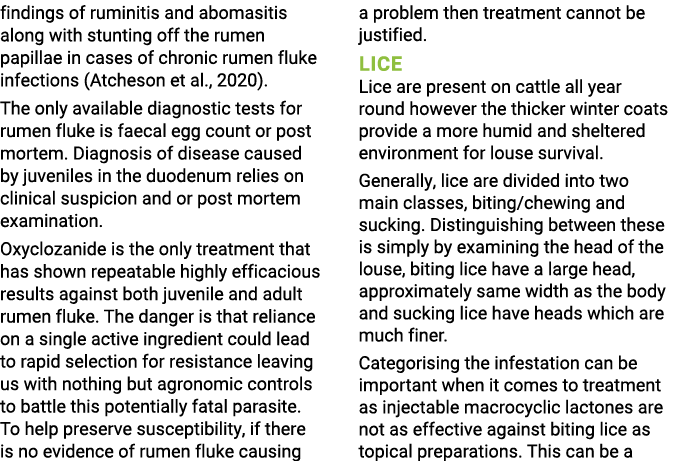 findings of ruminitis and abomasitis along with stunting off the rumen papillae in cases of chronic rumen fluke infec   