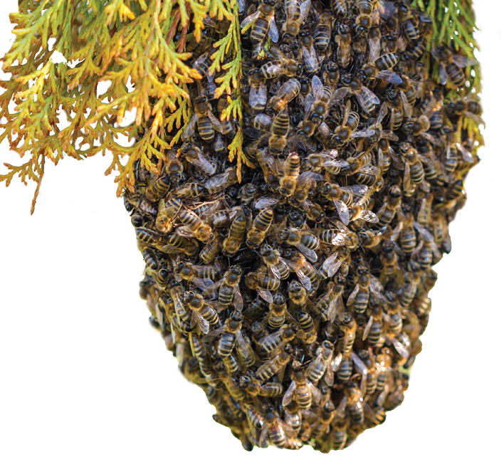 swarm of bees on a tree branch
