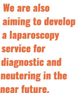 We are also aiming to develop a laparoscopy service for diagnostic and neutering in the near future 