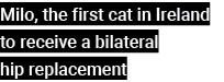 Milo, the first cat in Ireland to receive a bilateral hip replacement