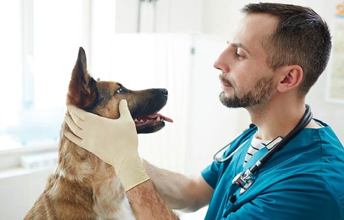 Vet doctor checking eyes of fluffy patient while holding its muzzle