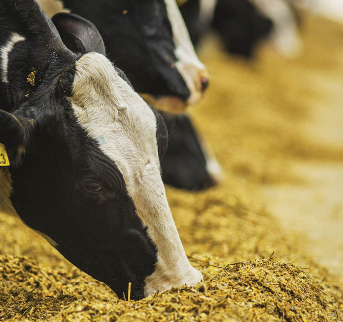Modern farm cowshed  Milking cows   