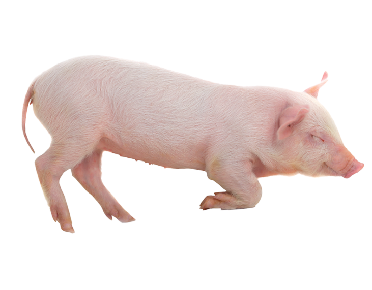 pig lies on a white background  studio