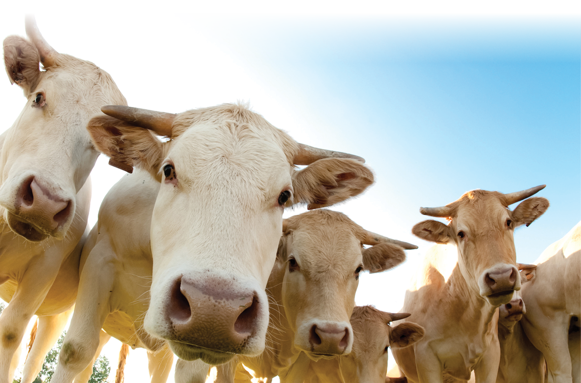 French cows in a field