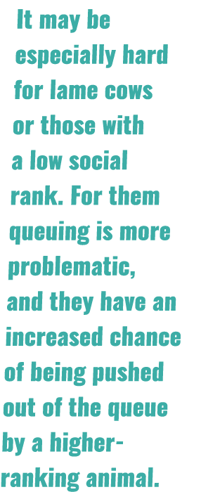 It may be especially hard for lame cows or those with a low social rank  For them queuing is more problematic, and th   