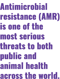 Antimicrobial resistance (AMR) is one of the most serious threats to both public and animal health across the world 