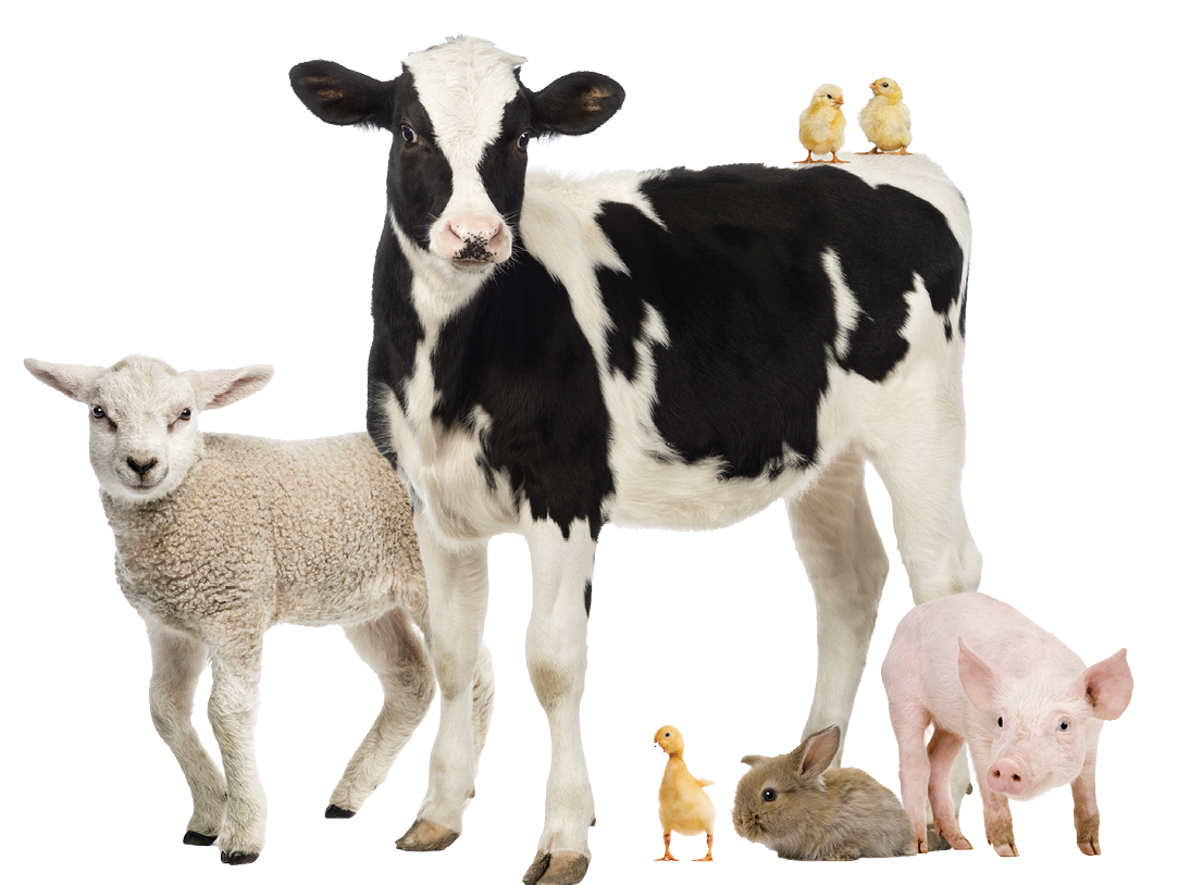Group of farm animals isolated on white