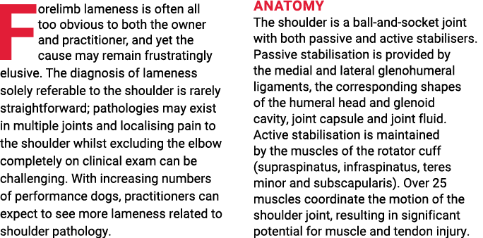 Forelimb lameness is often all too obvious to both the owner and practitioner, and yet the cause may remain frustrati   